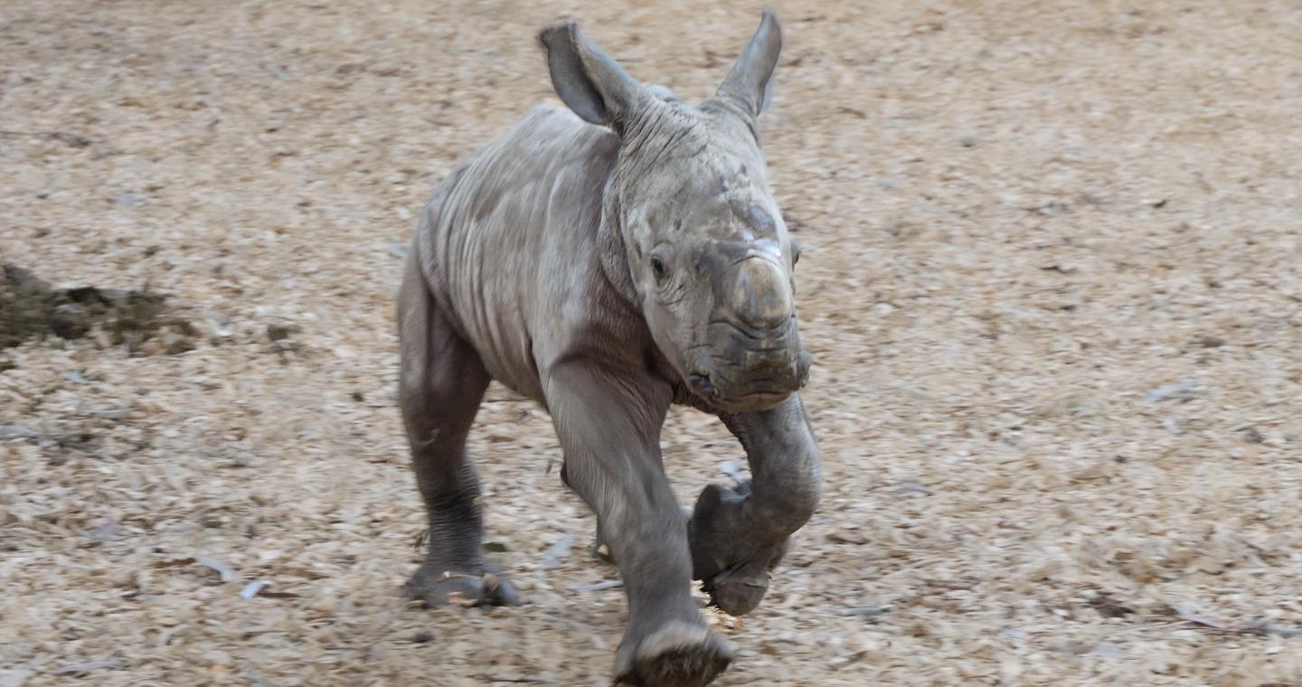 rhino