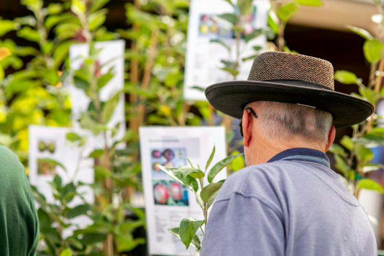 person looking at a plant