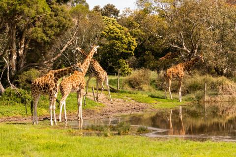 Giraffe Werribee Zoo